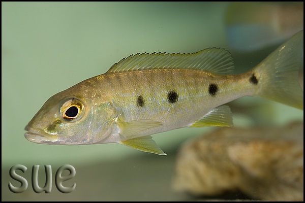 Boulengerochromis microlepis